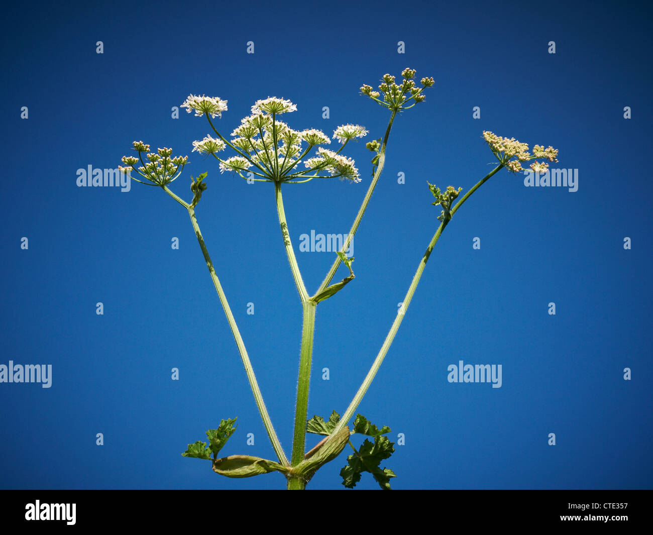 Valerian Valeriana Officinalis Stock Photo - Alamy