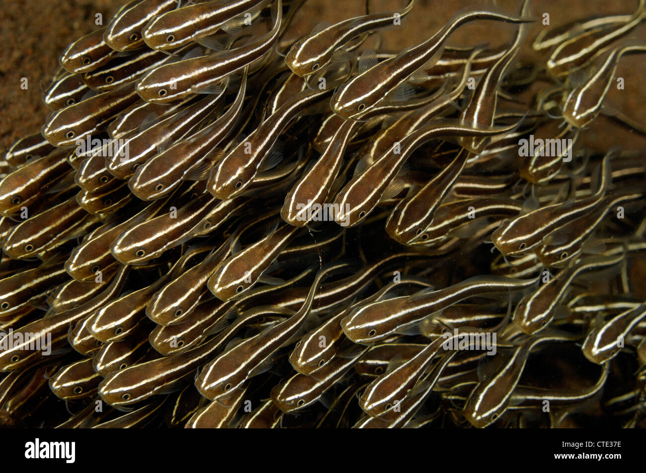 Striped eel catfishes hi-res stock photography and images - Alamy