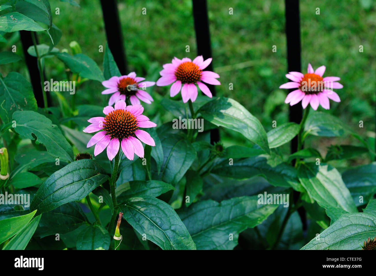Purple Coneflowers growing in garden along a fence. Echinacea purpurea