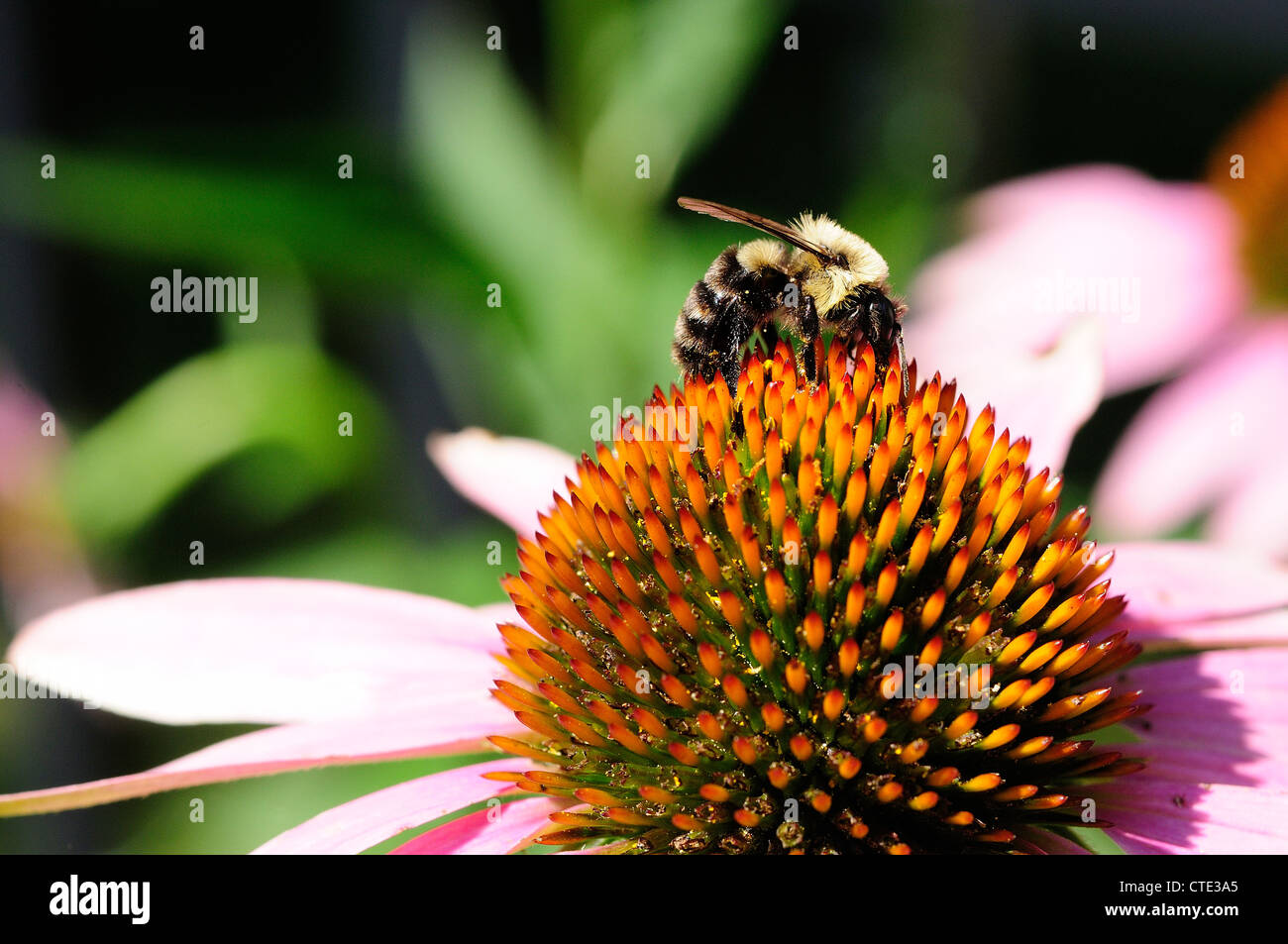 Bee pollinating purple flower hi-res stock photography and images - Alamy