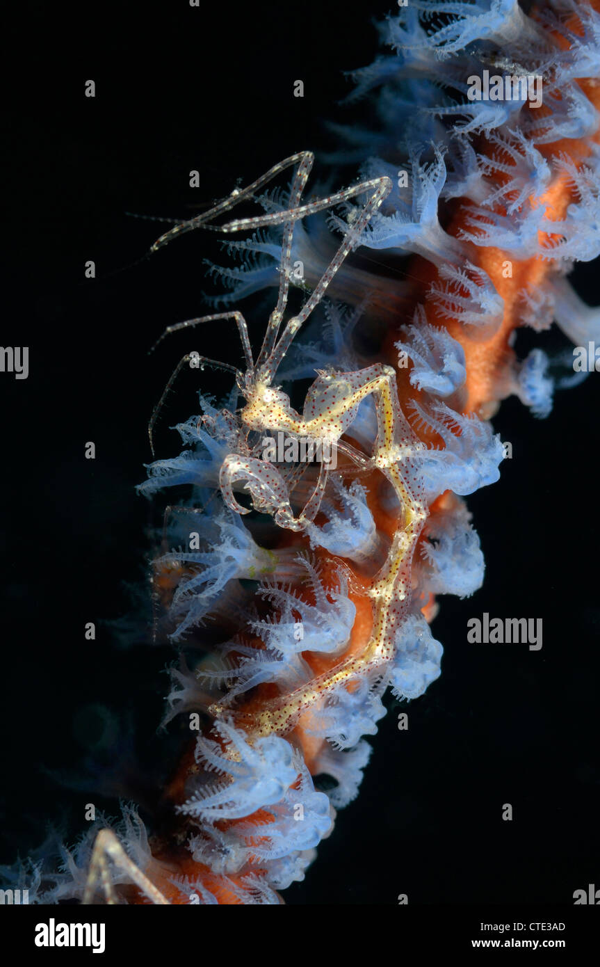 Skeleton shrimp hi-res stock photography and images - Alamy
