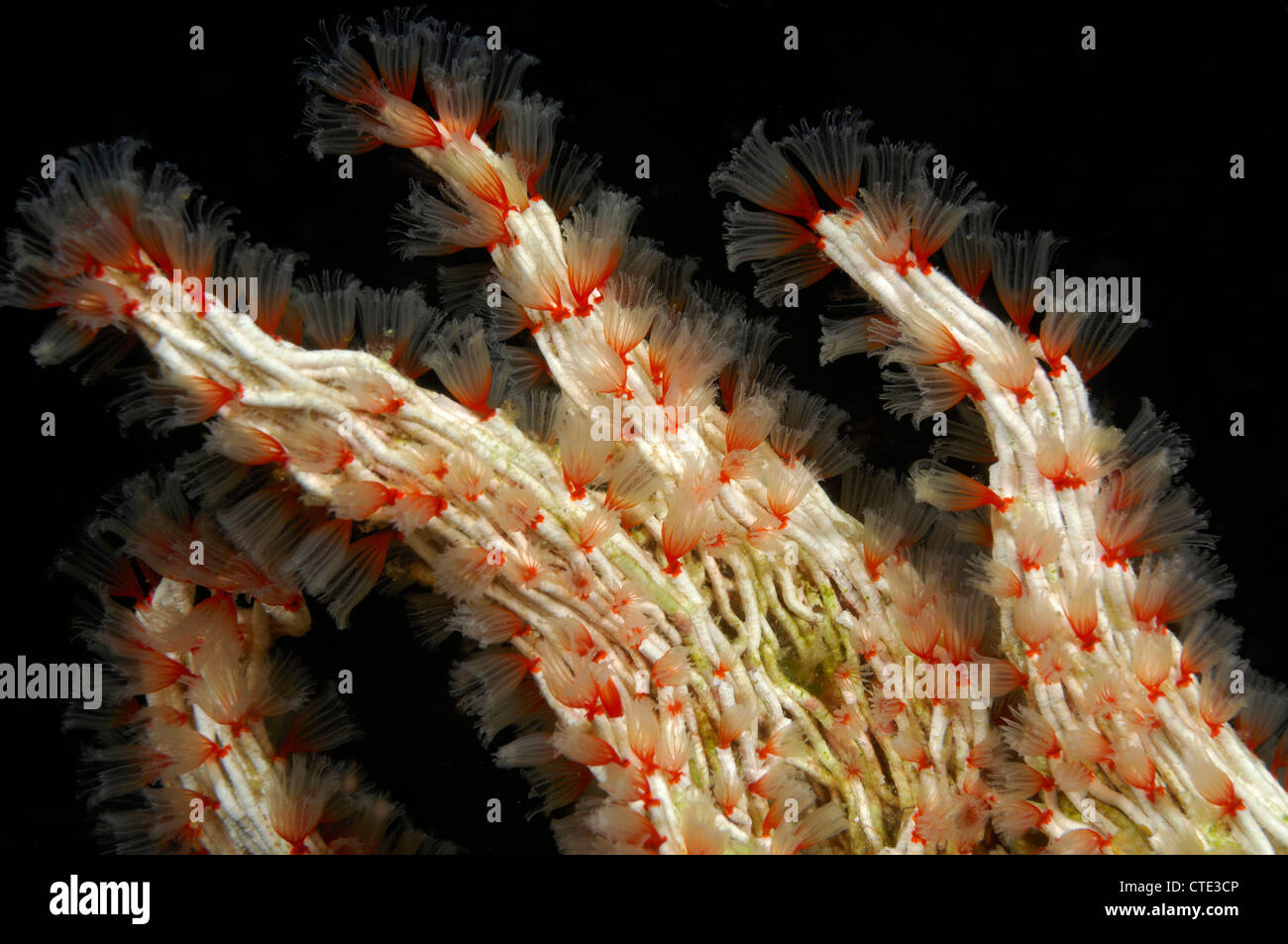 Colony of Tangled Tube Worms, Filogranella elatensis, Komodo, Indonesia