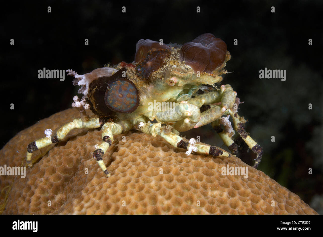 Decorator Spider Crab, Cyclocoeloma tuberculata, Komodo, Indonesia Stock Photo