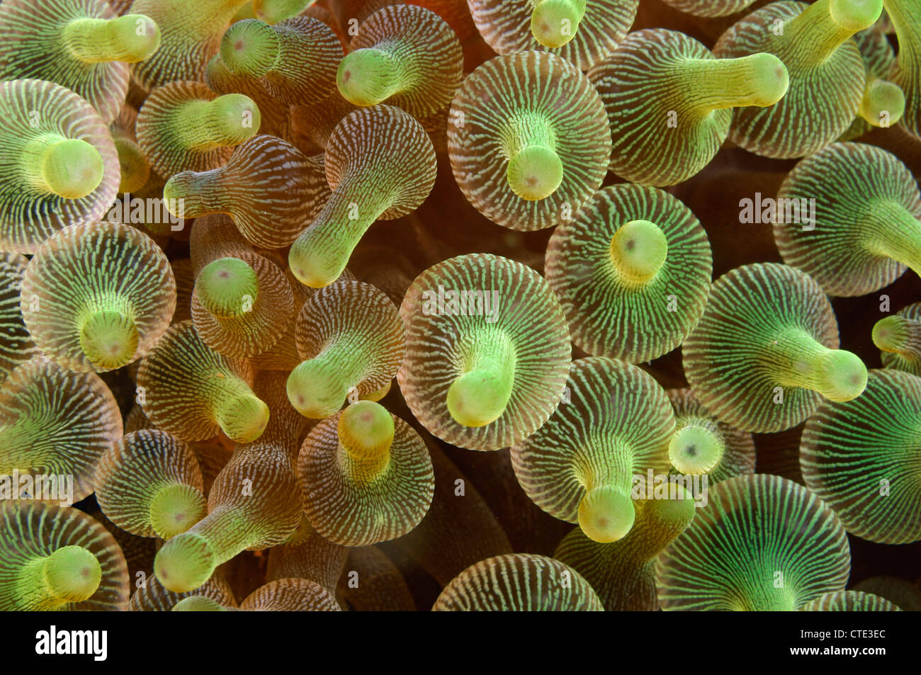 Bulb-tentacle Sea Anemone, Entacmaea quadricolor, Komodo, Indonesia Stock  Photo - Alamy