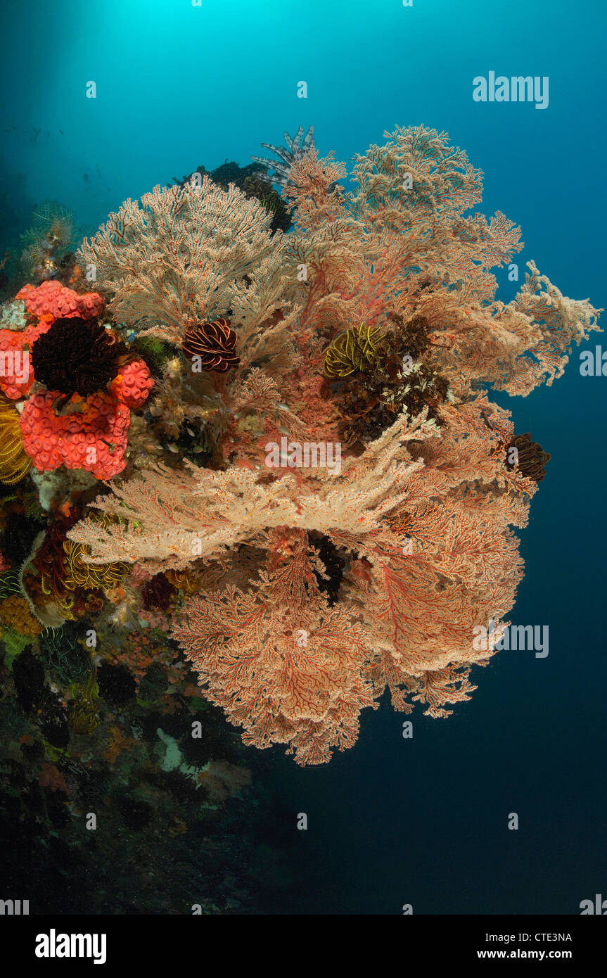 Sea Fan in Coral Reef, Muricella sp., Cannibal Rock, Rinca, Indonesia Stock Photo