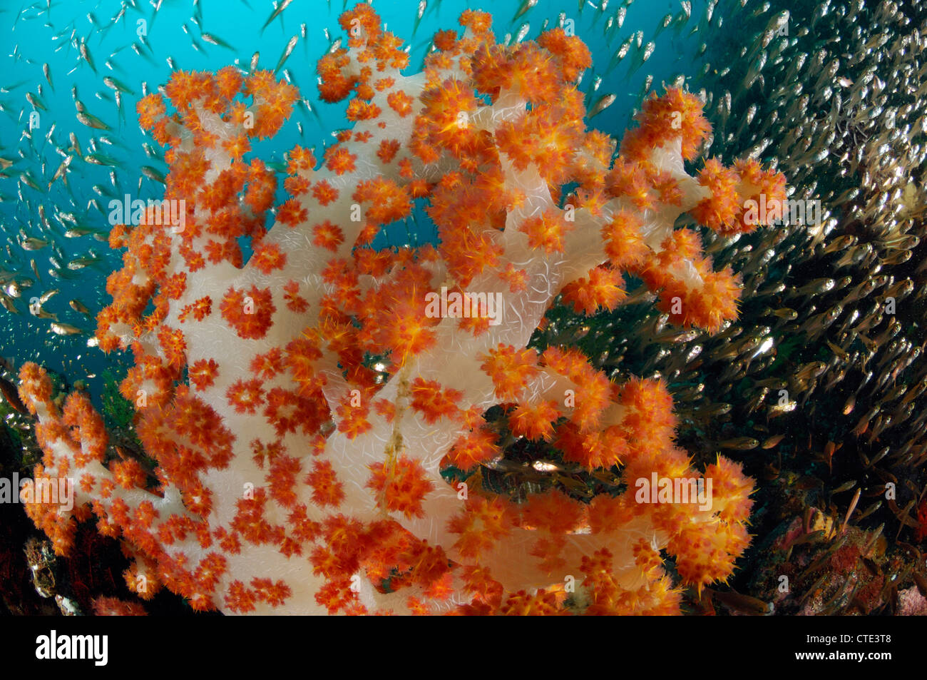 Orange Soft Coral, Dendronephthya sp., Cannibal Rock, Rinca, Indonesia Stock Photo