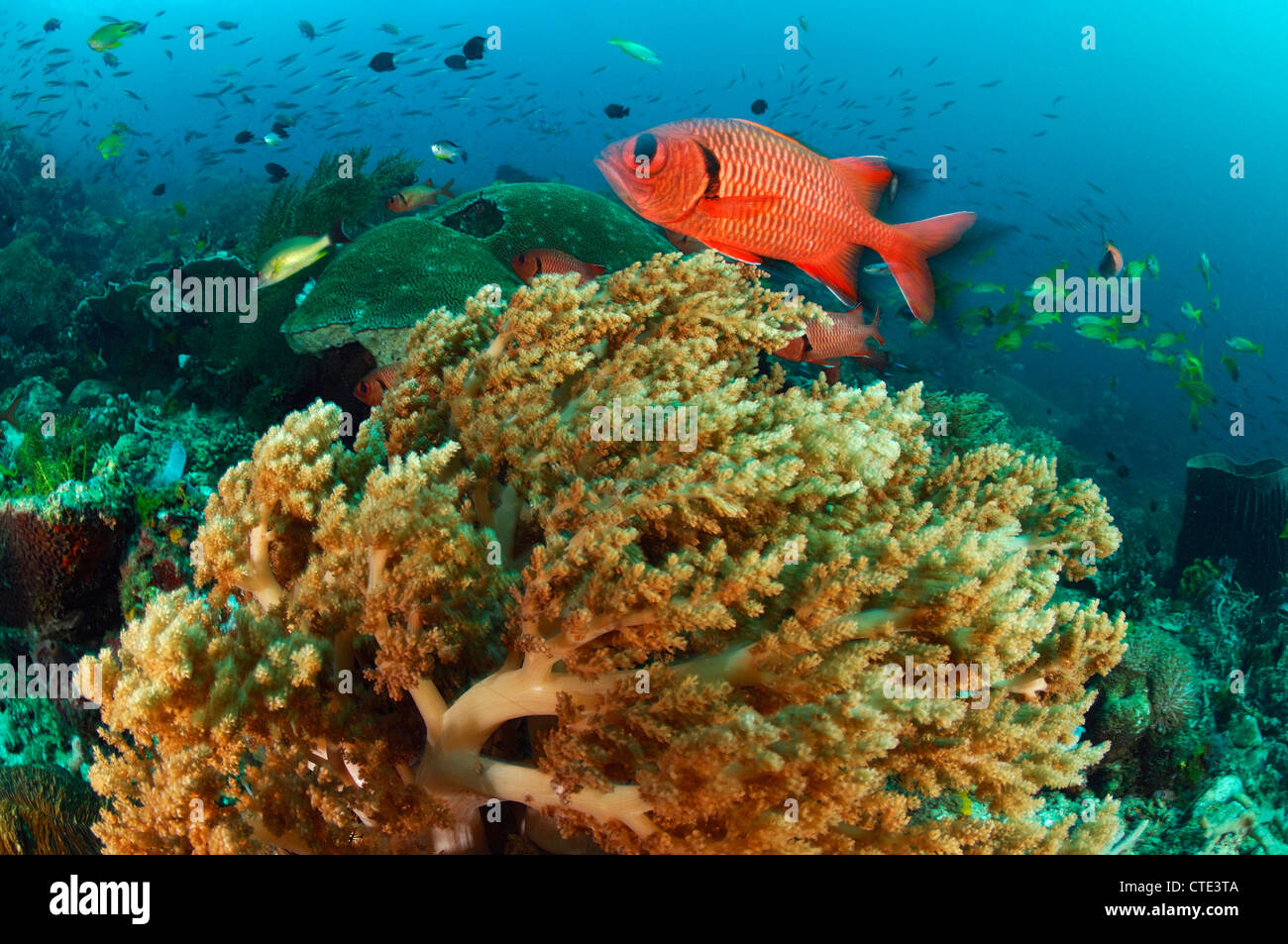 Soldierfish over Coral Reerf, Myripristis sp., Cannibal Rock, Rinca, Indonesia Stock Photo
