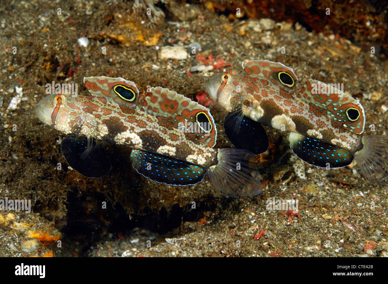 Pair of Crabeye Goby, Signigobius biocellatus, Komodo, Indonesia Stock Photo Alamy