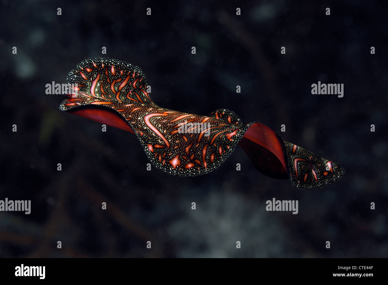Swimming Flatworm, Pseudobicerus bedfordi, Komodo, Indonesia Stock Photo