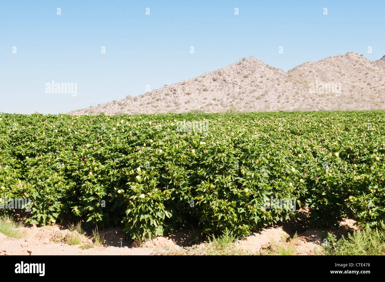 A cotton crop is flowering in Arizona Stock Photo Alamy