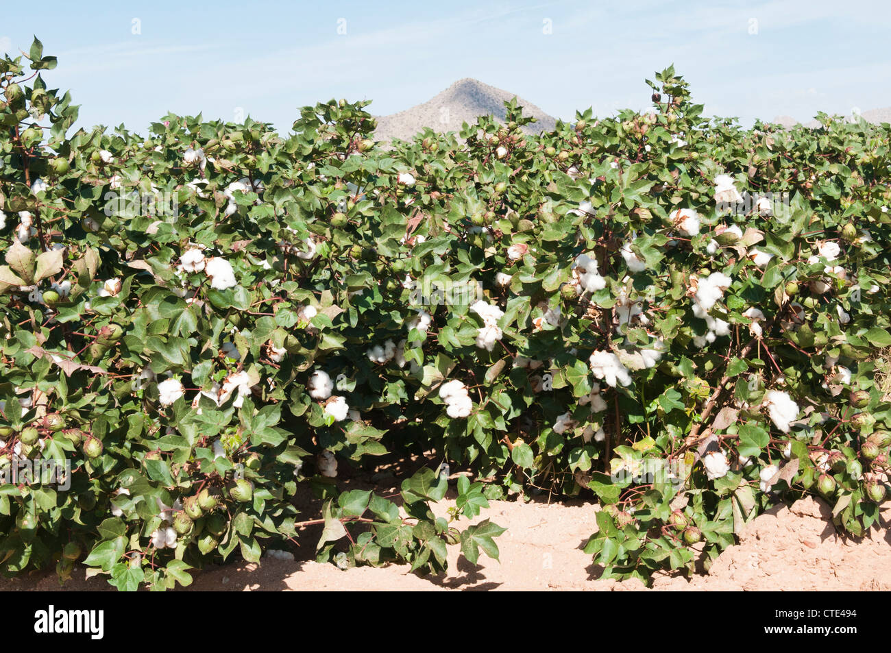 Cotton bolls are shown on maturing cotton plants in Arozona. Stock Photo