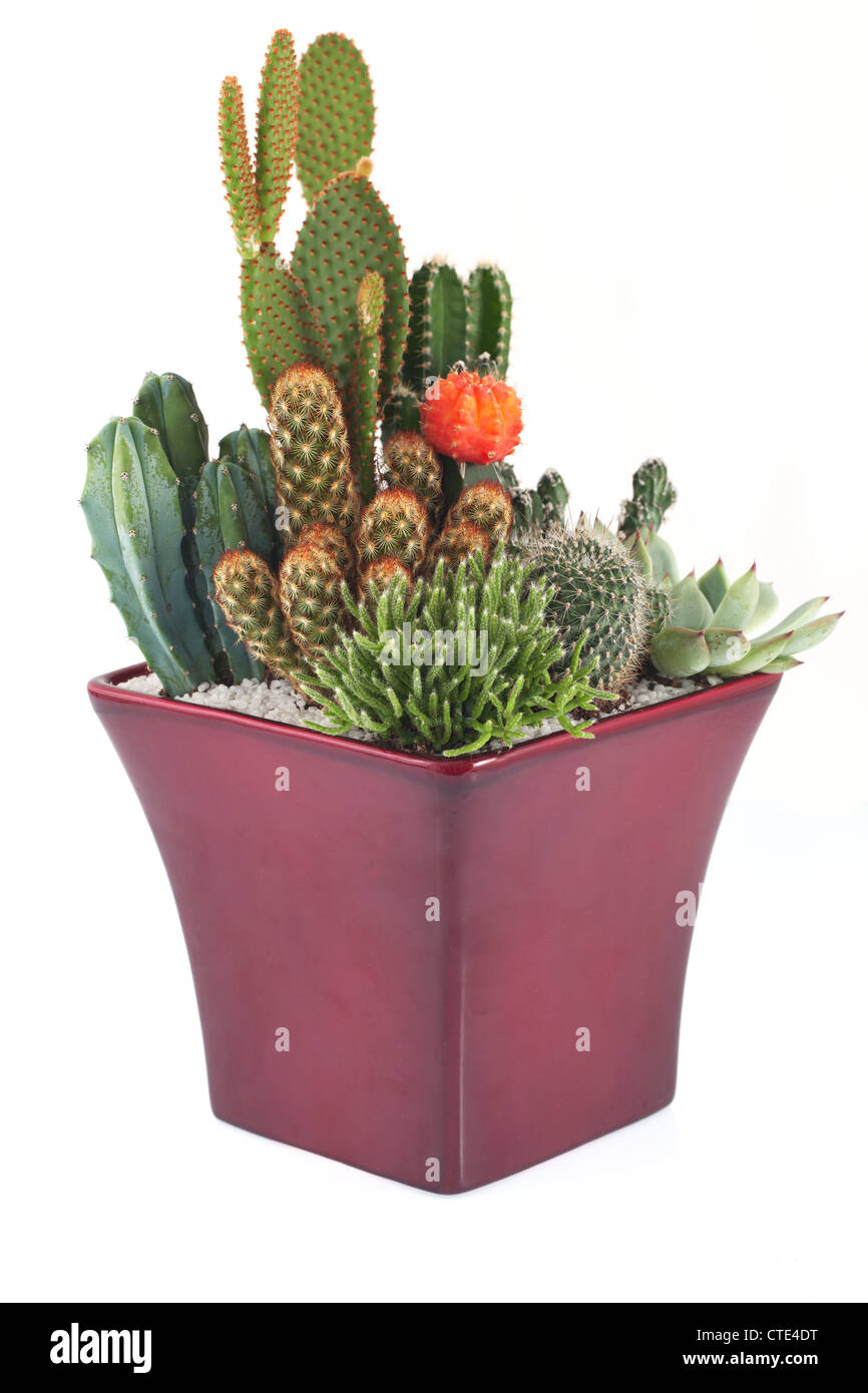 Cactus Pot Plants Stock Photo Alamy