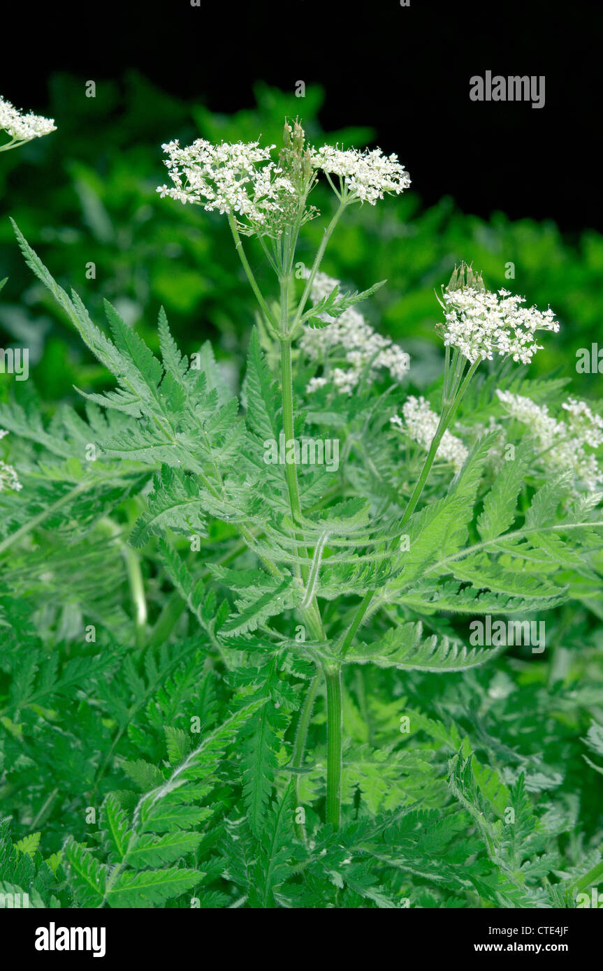 SWEET CICELY Myrrhis odorata (Apiaceae) Stock Photo