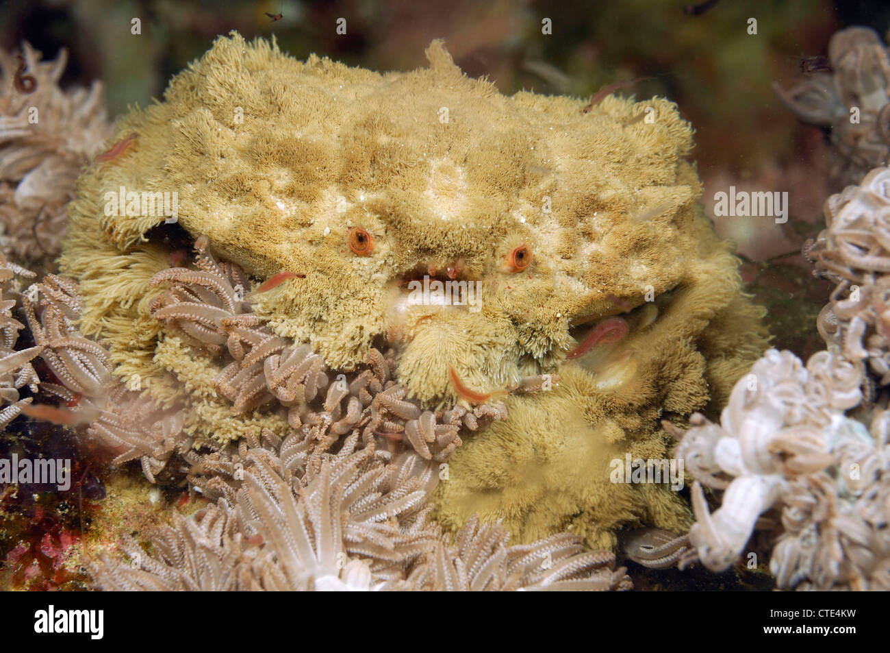 Decorator Spider Crab, Dromia dormia, Indopazifik, Komodo, Indonesia Stock Photo