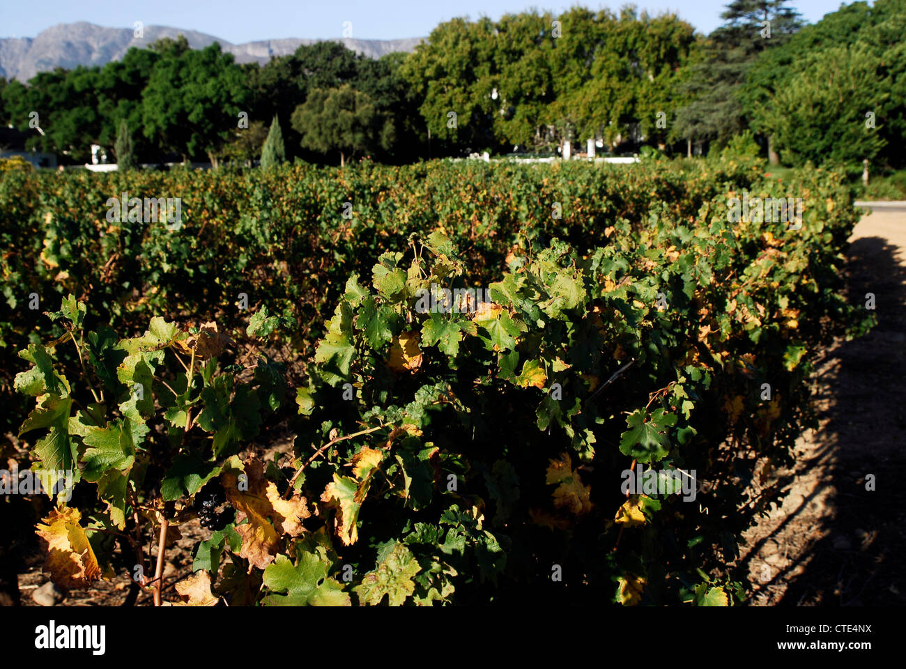 Nederburg Wine Estate, Paarl, Western Cape, South Africa Stock Photo