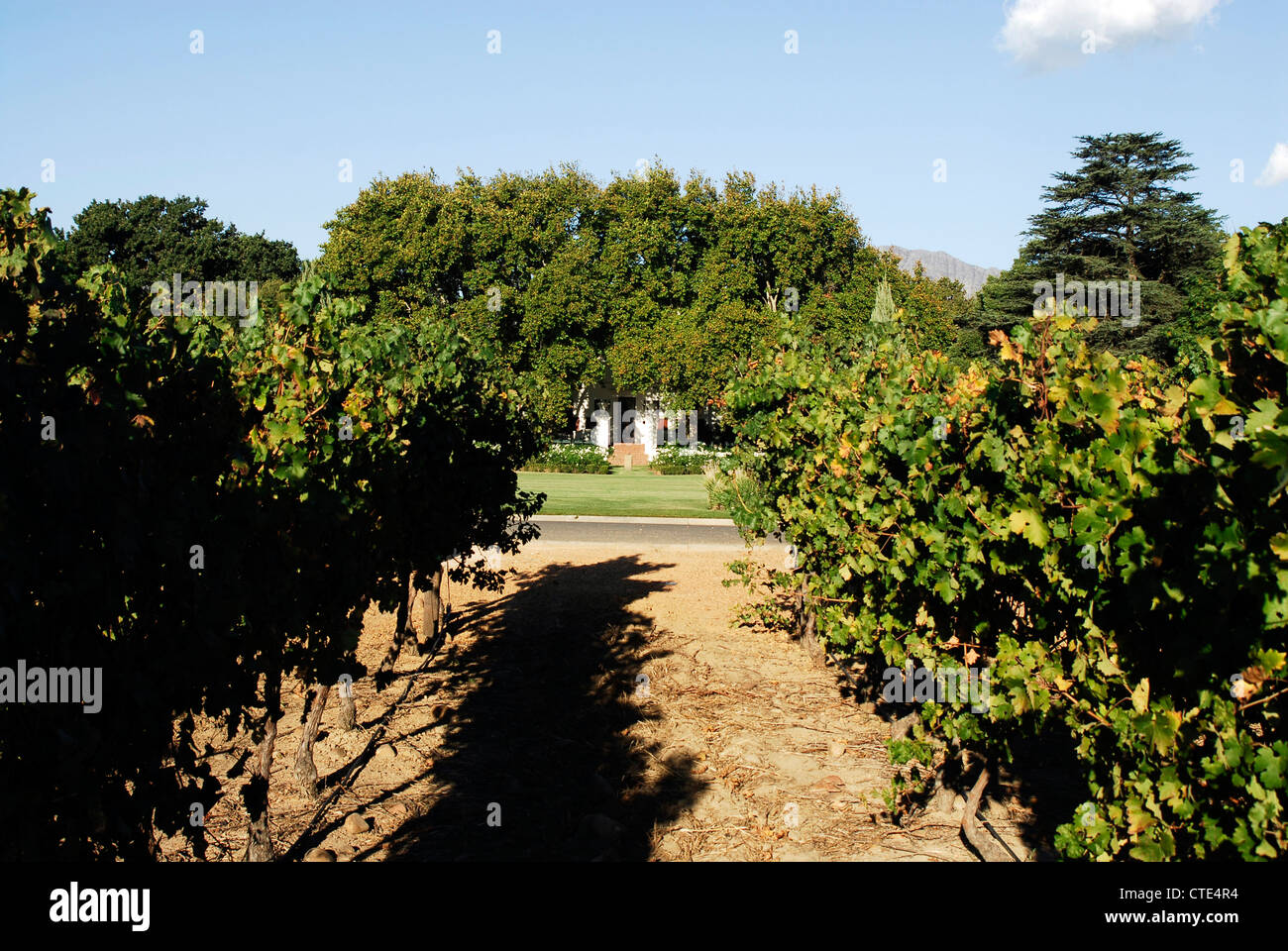 Nederburg Wine Estate, Paarl, Western Cape, South Africa Stock Photo