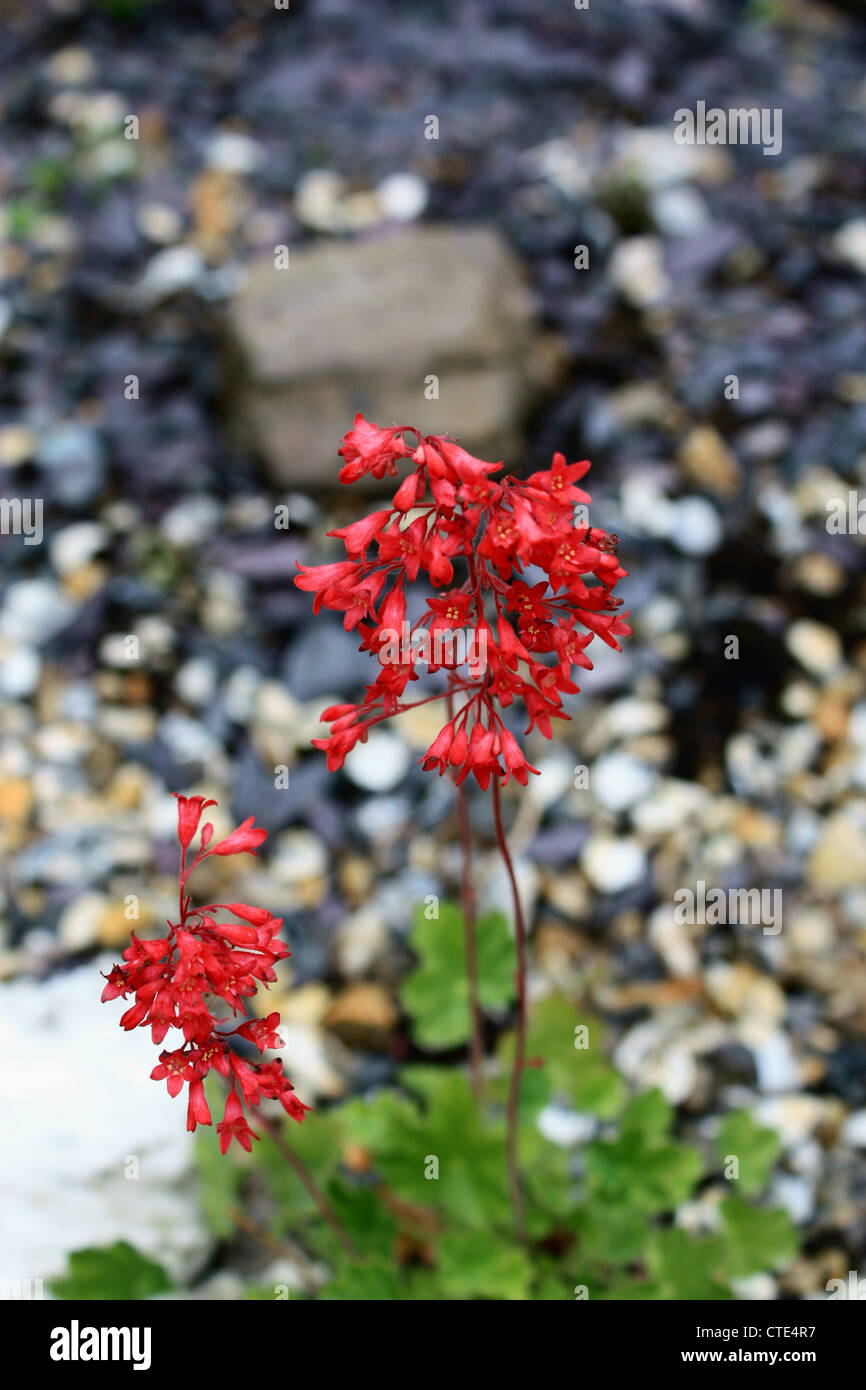 London Pride - Coral flower (Saxifragaceae) Stock Photo