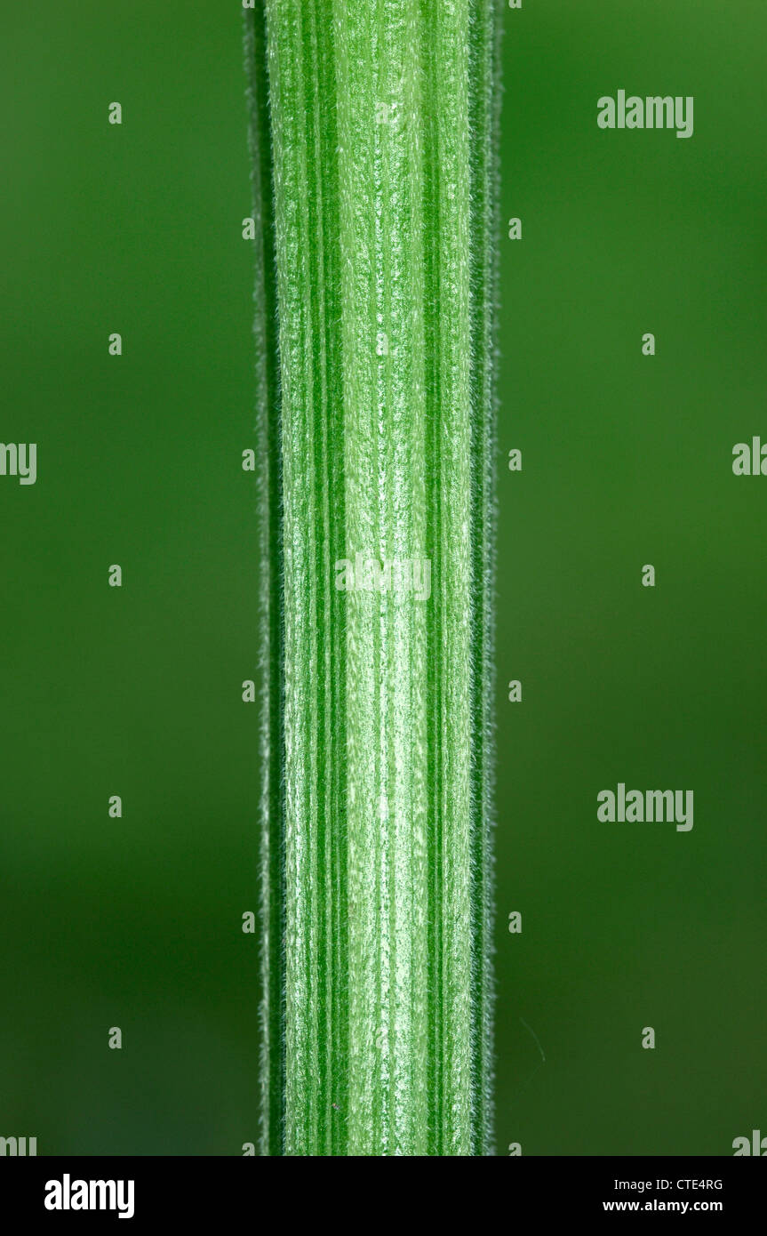 COW PARSLEY Anthriscus sylvestris (Apiaceae) Stock Photo