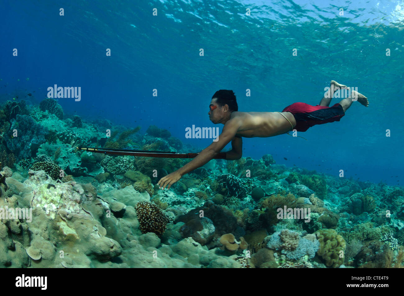 Fisherman hunting with Speargun, Alor, Indonesia Stock Photo