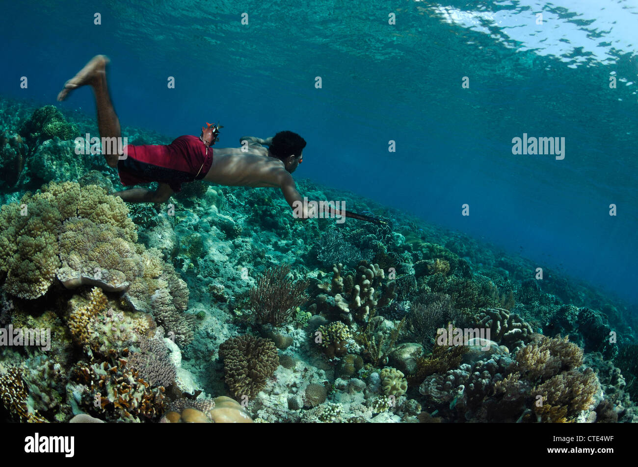 Fisherman hunting with Speargun, Alor, Indonesia Stock Photo