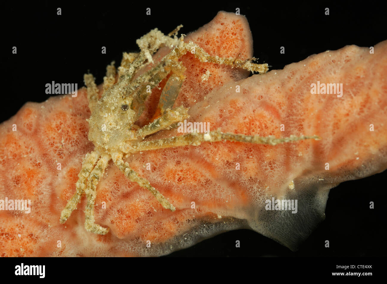 Spider Crab on Sponge, Macropodia sp., Alor, Indonesia Stock Photo