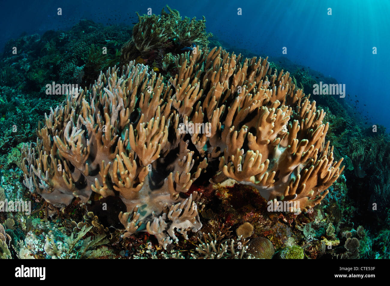 Leather Coral, Sinularia sp., Alor, Indonesia Stock Photo