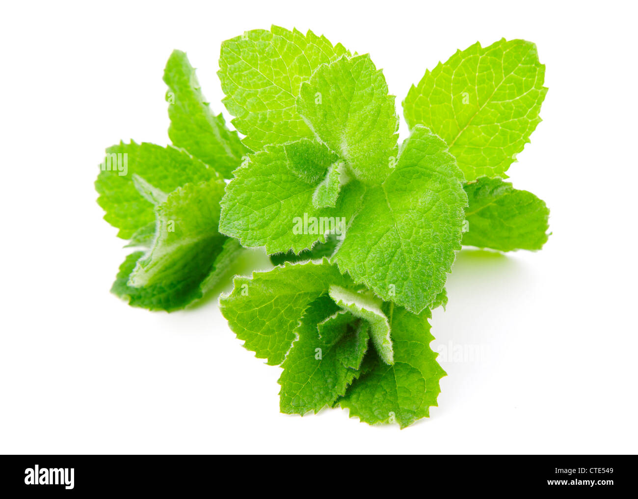 Mint, isolated on white background Stock Photo