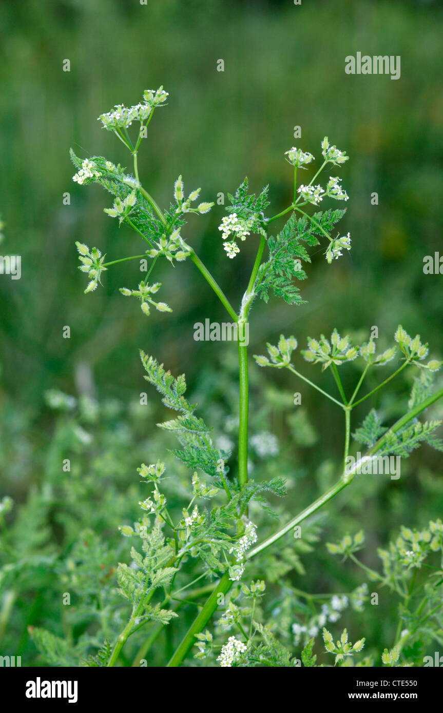 BUR CHERVIL Anthriscus caucalis (Apiaceae) Stock Photo