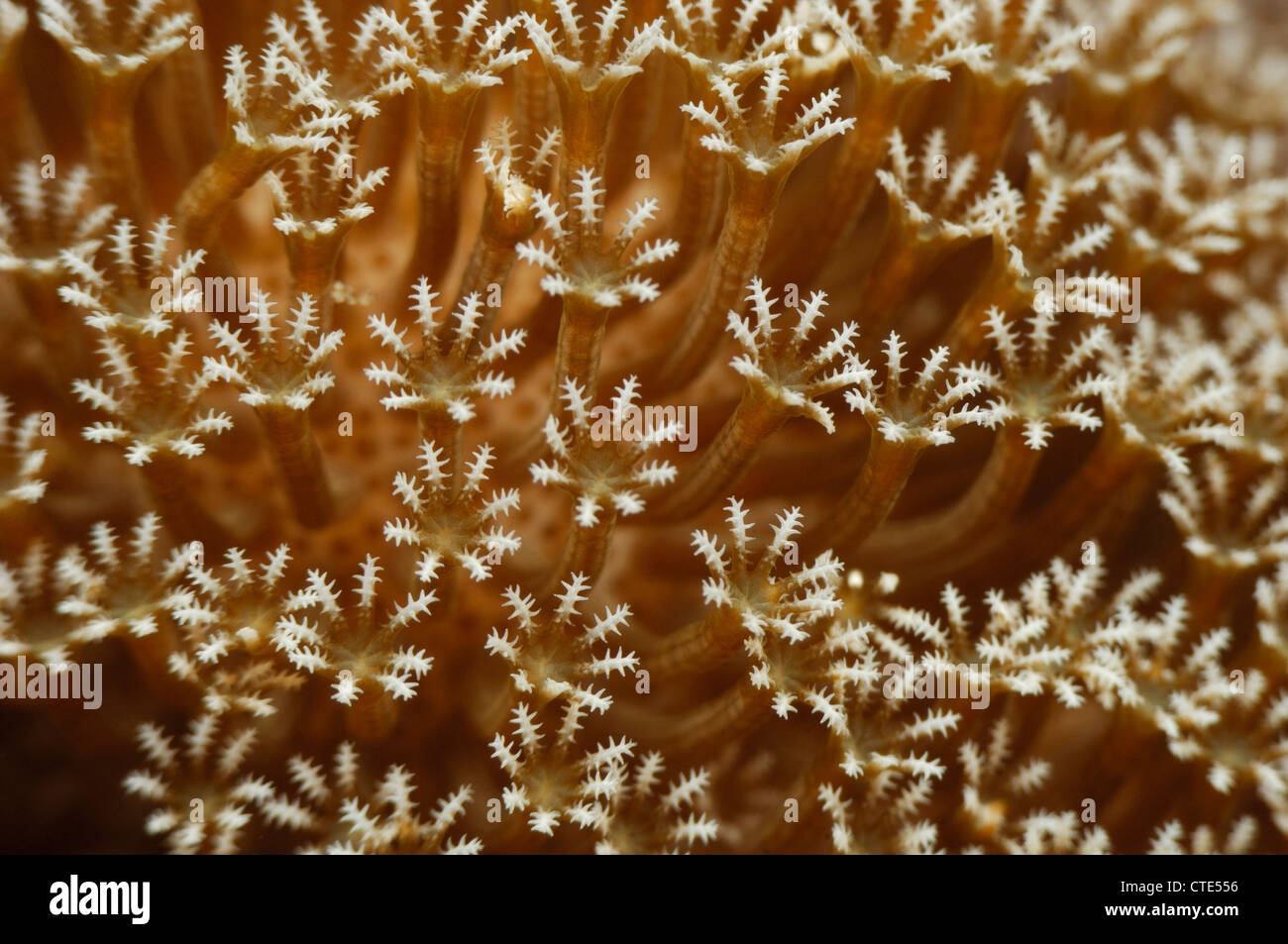 Tentacle of Leather Coral, Sarcophyton sp., Alor, Indonesia Stock Photo