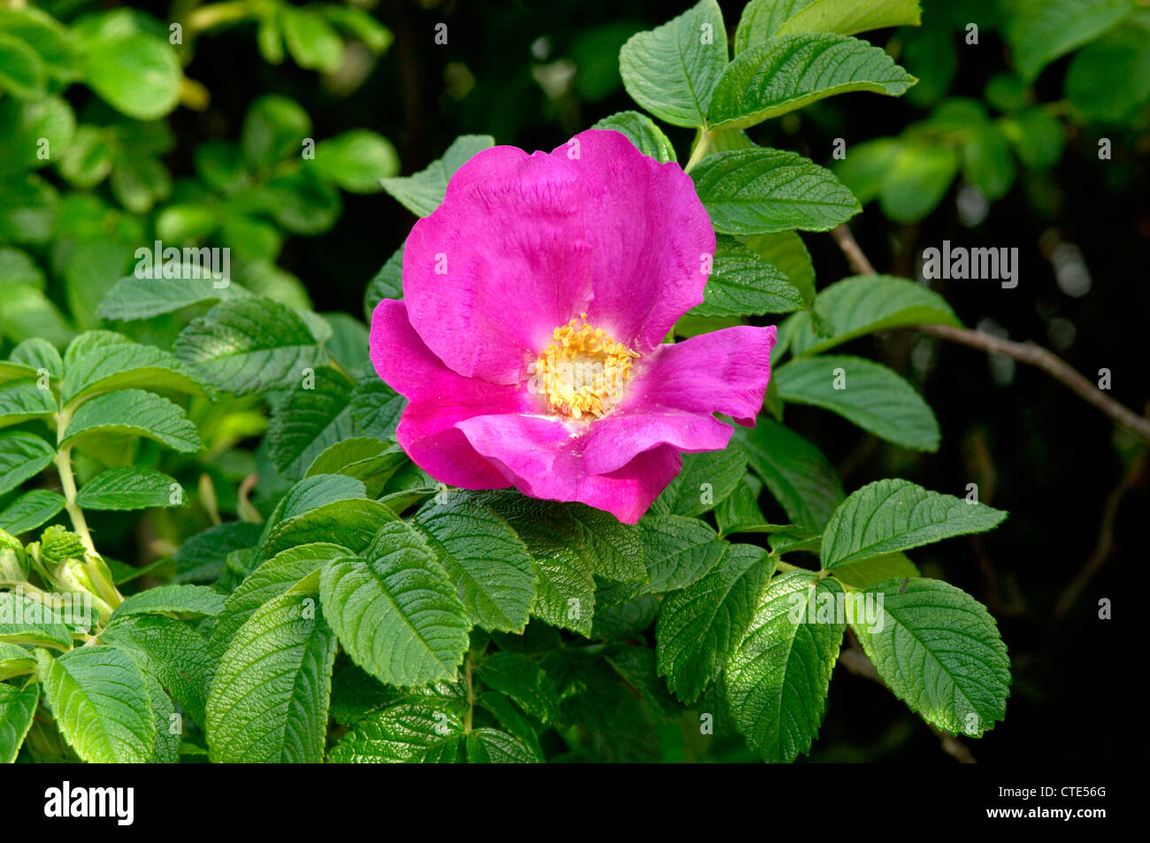 JAPANESE ROSE Rosa rugosa (Rosaceae) Stock Photo