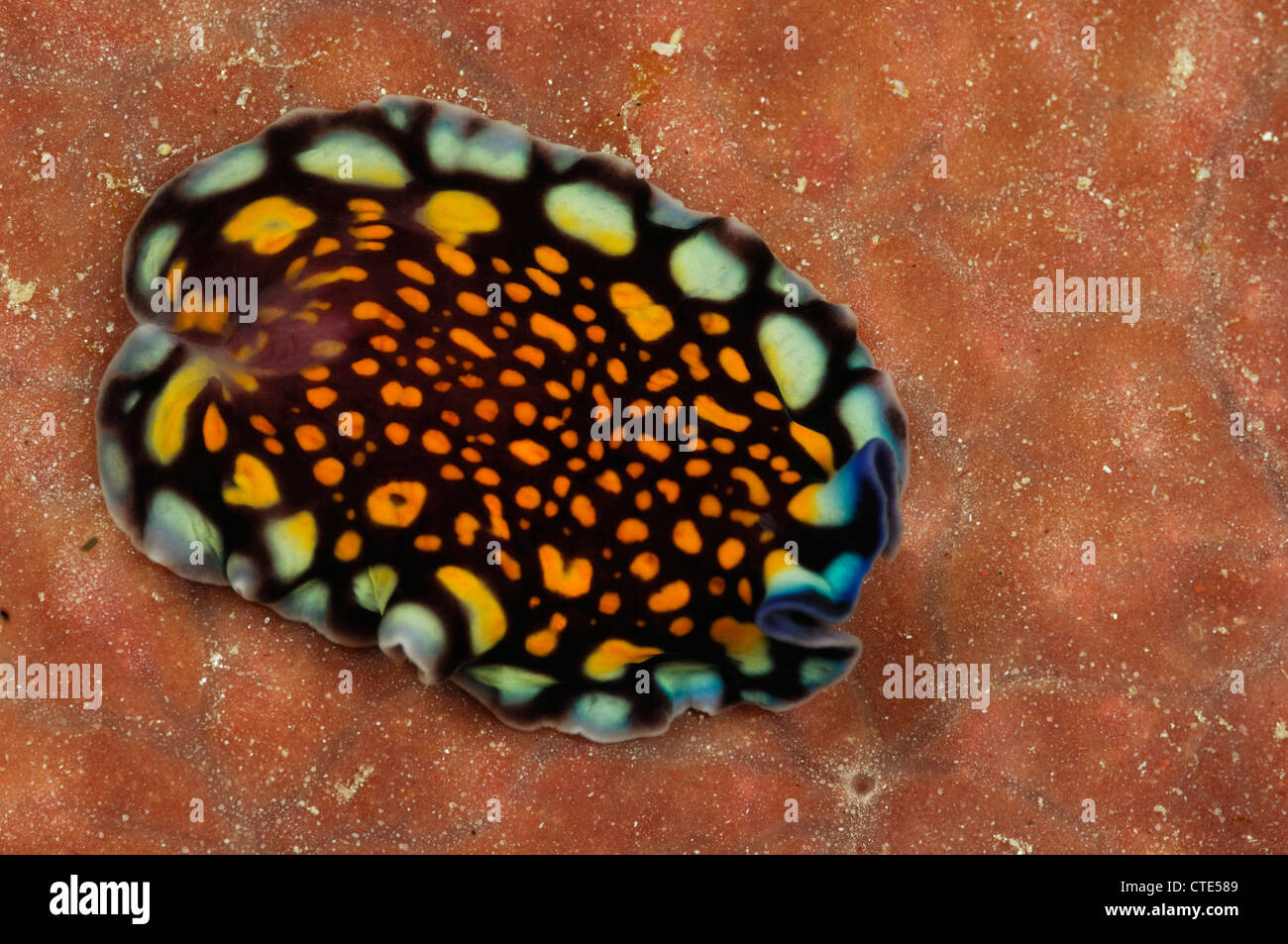 Flatworm, Pseudoceros lindae, Alor, Indonesia Stock Photo