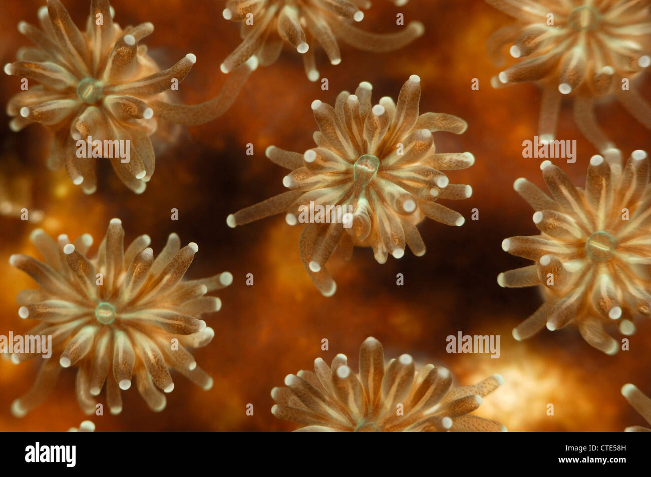 Polyps of Stony Coral, Galaxea sp., Alor, Indonesia Stock Photo