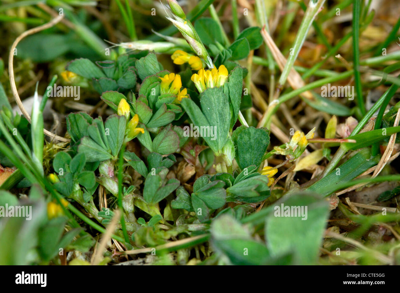 SLENDER TREFOIL Trifolium micranthum (Fabaceae) Stock Photo