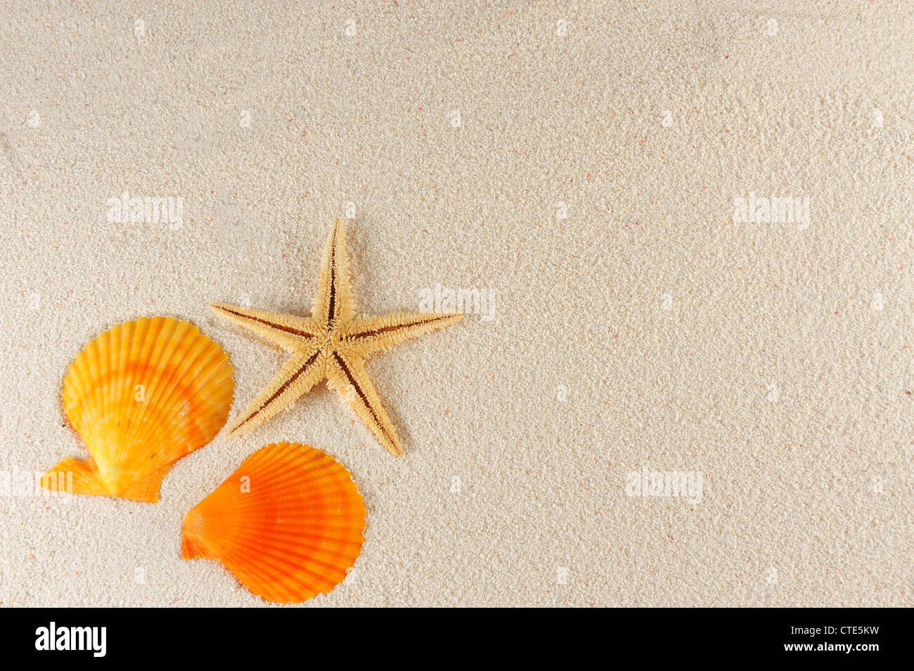 Starfish and shells on the sand of the beach Stock Photo - Alamy