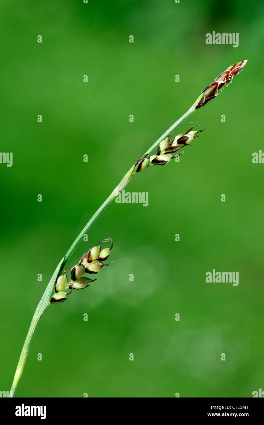 CARNATION SEDGE Carex panicea (Cyperaceae) Stock Photo