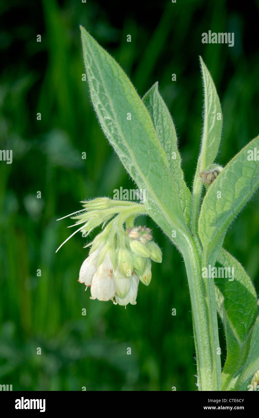 COMMON COMFREY Symphytum officinale (Boraginaceae) Stock Photo