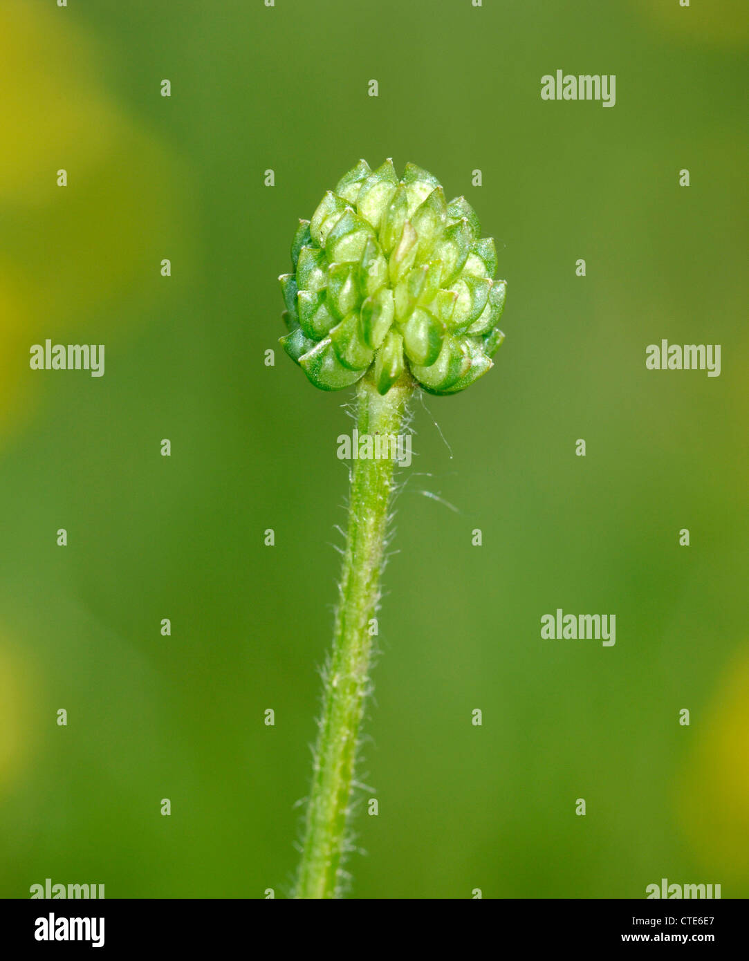 HAIRY BUTTERCUP Ranunculus sardous (Ranunculaceae) Stock Photo