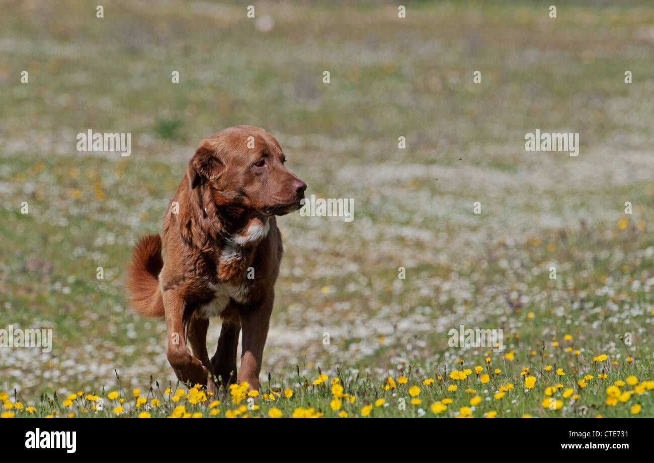 BROWN LABRADOR DOG Canis lupus WALKING AMONGST BUTTERCUPS. Stock Photo