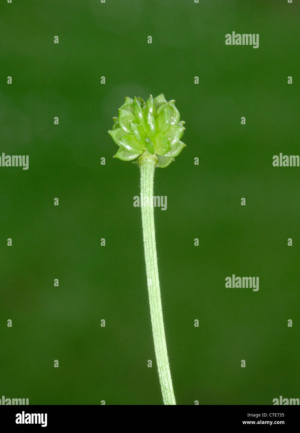 BULBOUS BUTTERCUP FRUIT Ranunculus bulbosus (Ranunculaceae) Stock Photo