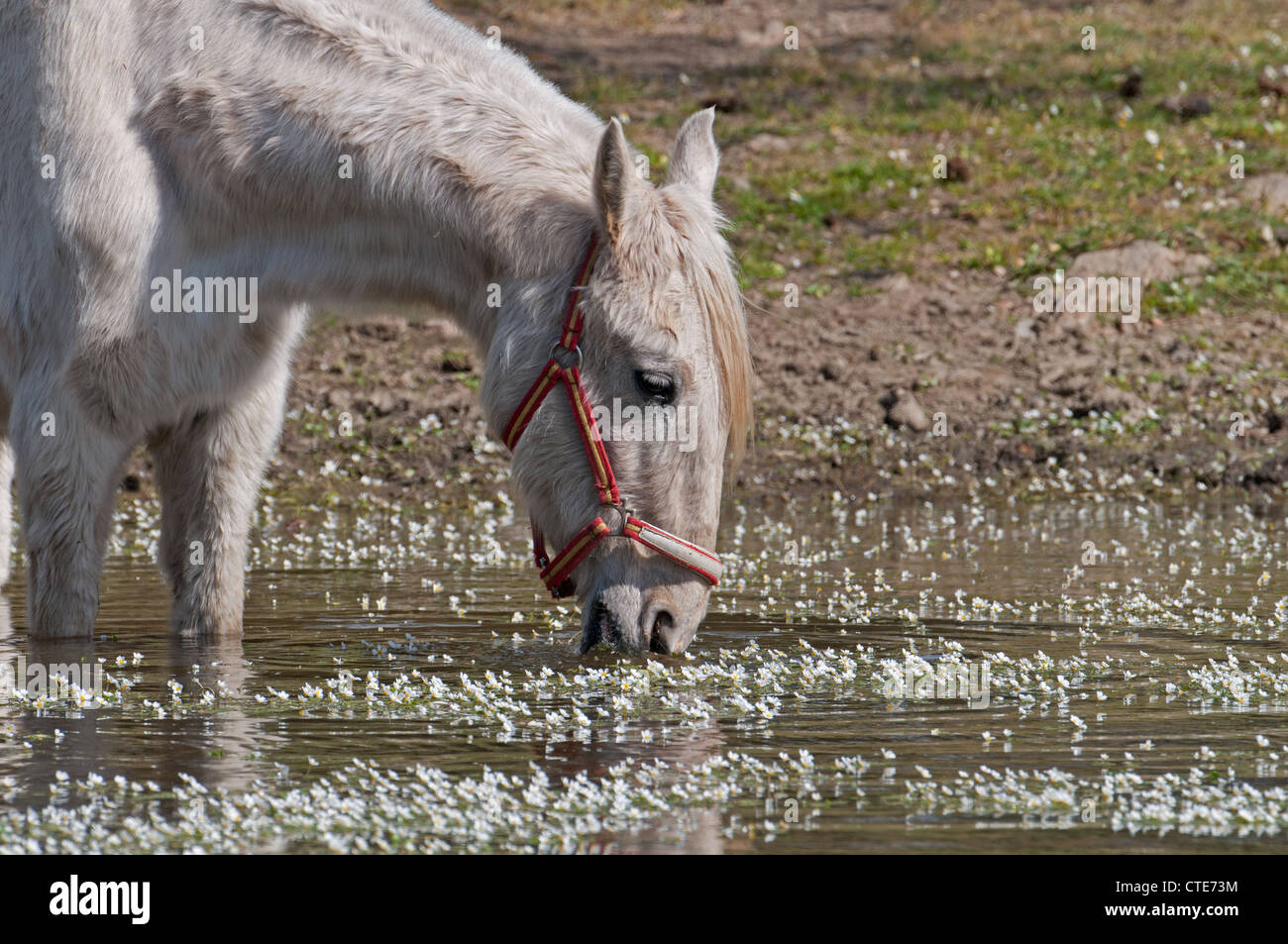 A HORSE DRINKING WATER FROM  A LAKE COVERED BY WATER CROWFOOT Ranunculus aquatilis. SPAIN Stock Photo