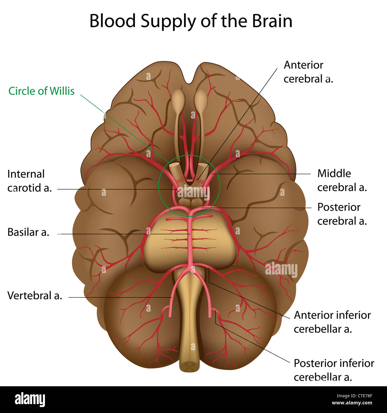 Blood supply of the brain Stock Photo