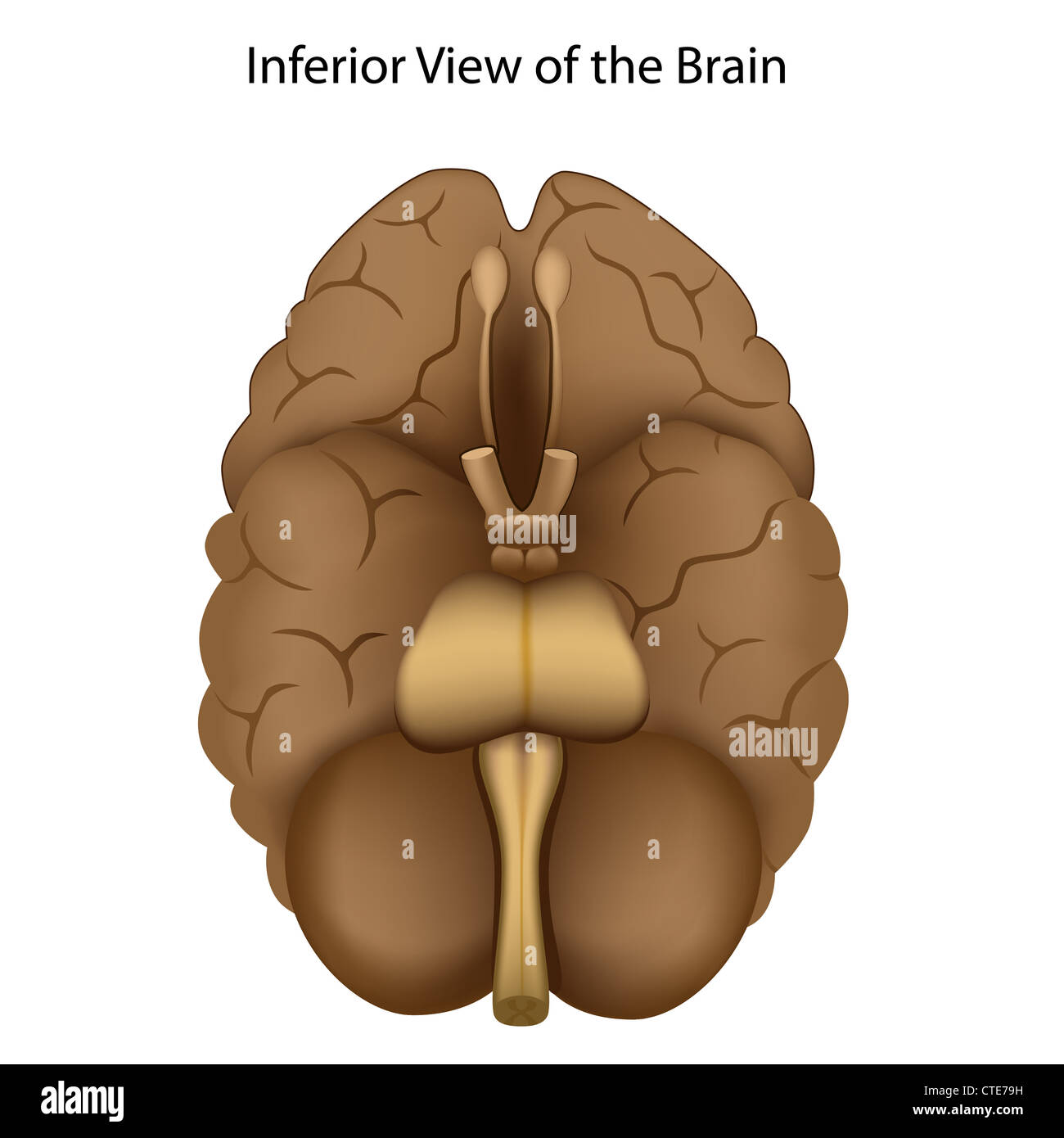 Inferior View Of Brain Stock Photos Inferior View Of Brain