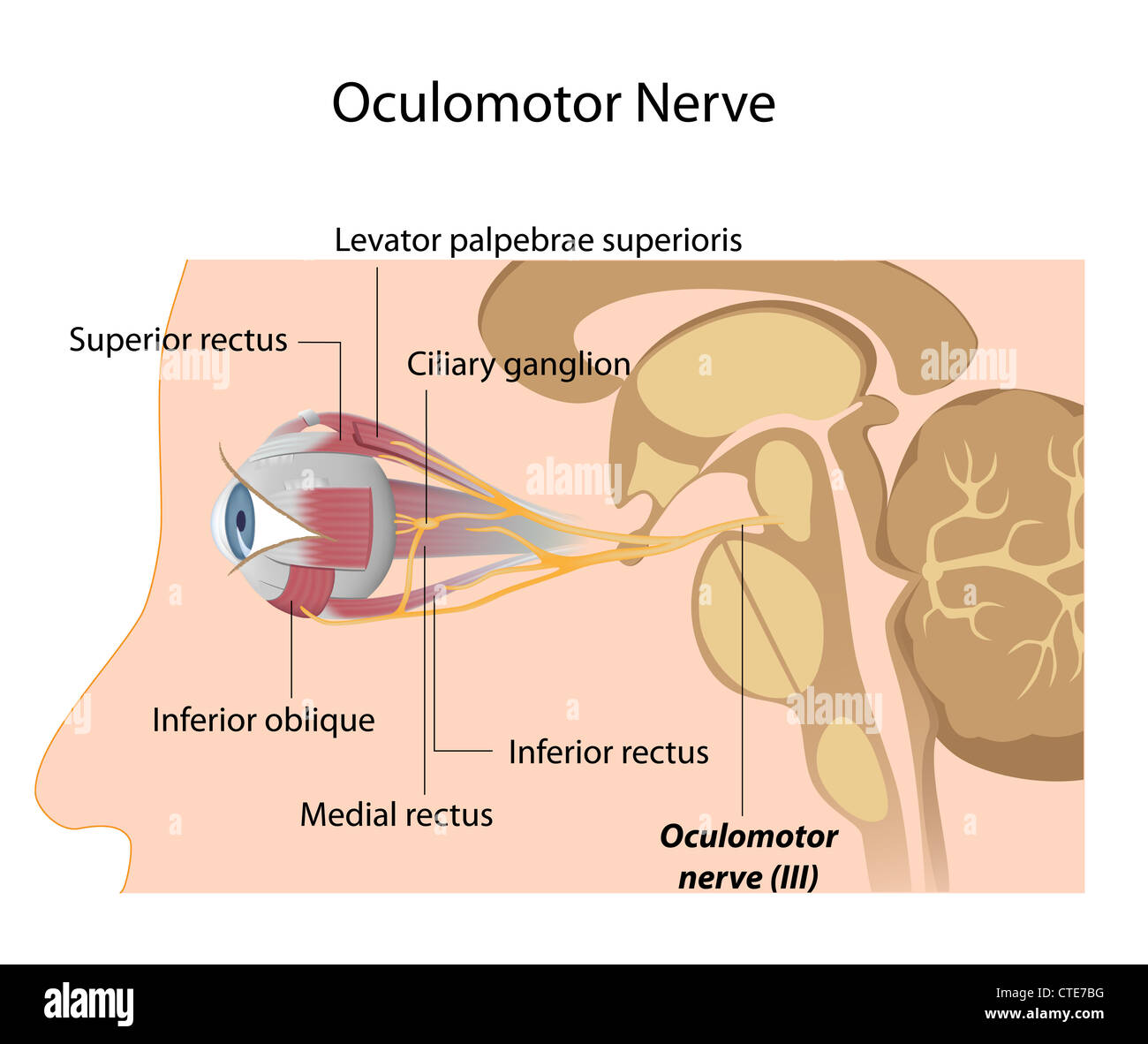 The Oculomotor nerve Stock Photo