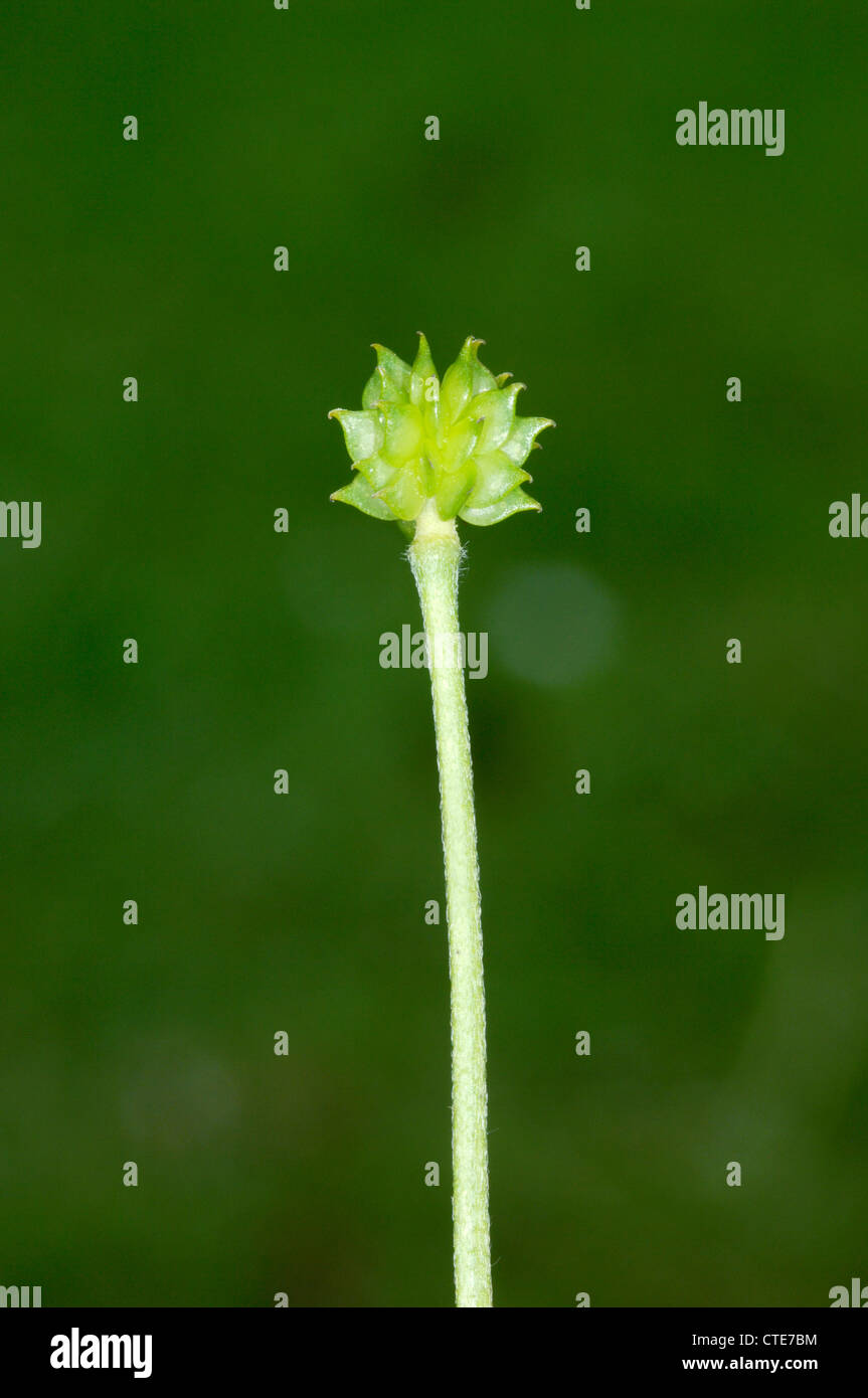 MEADOW BUTTERCUP Ranunculus acris (Ranunculaceae) Stock Photo