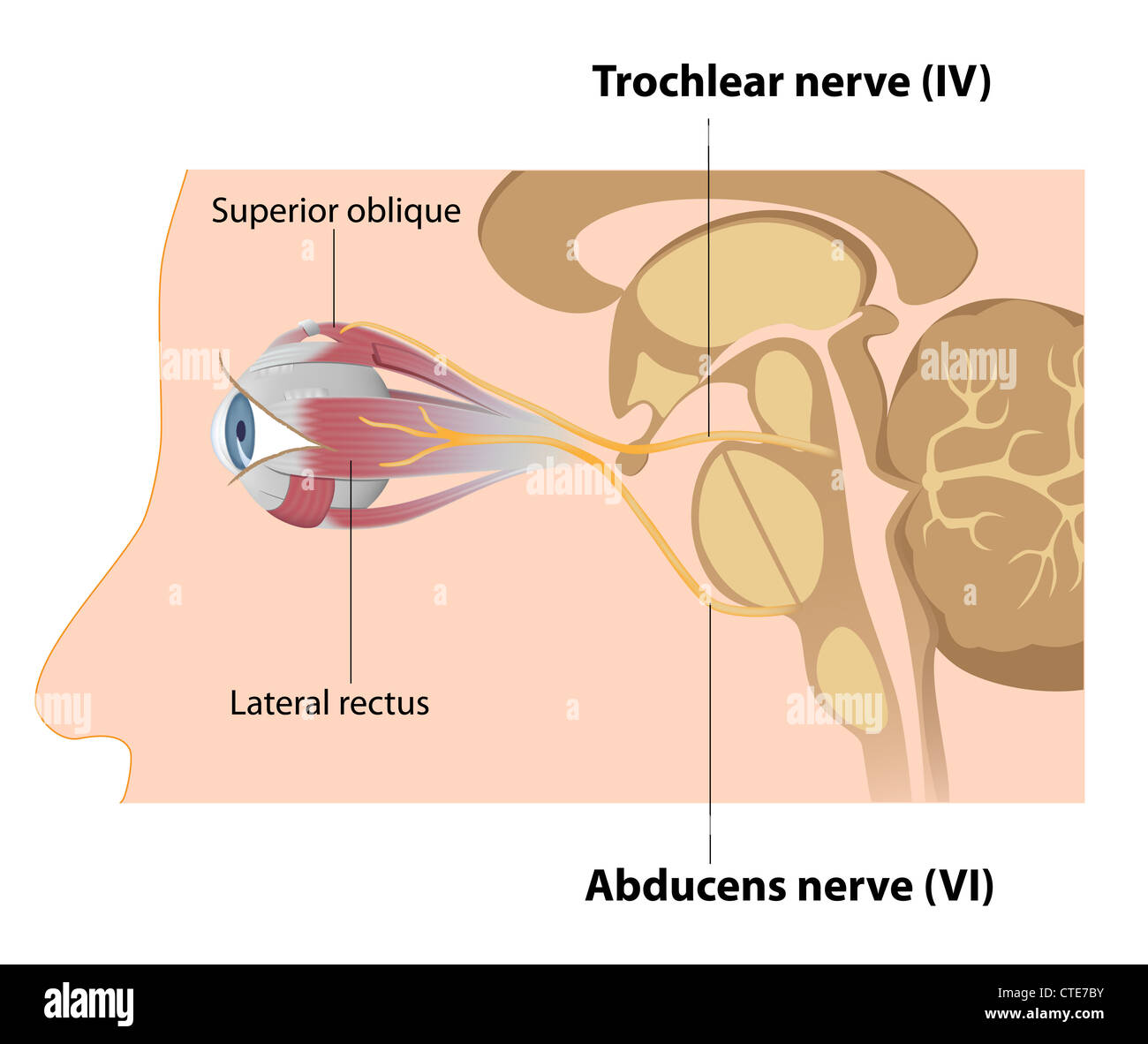 Trochlear and Abducens nerves Stock Photo