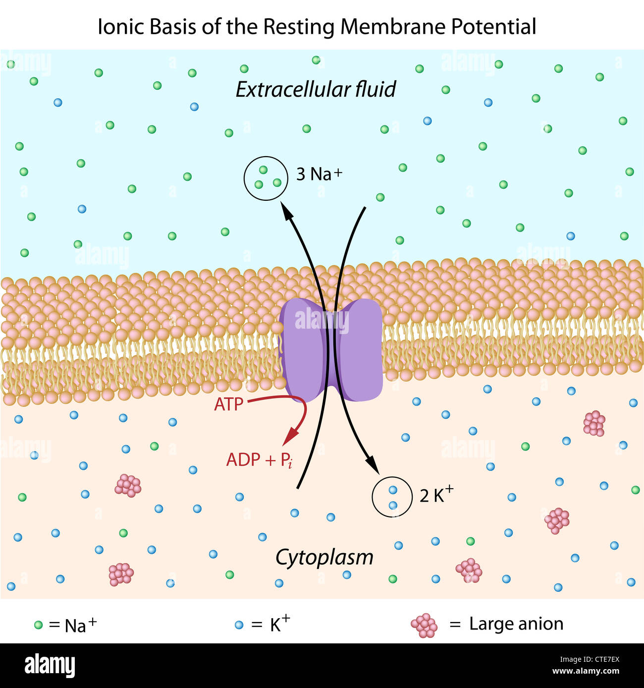 Ionic basis of resting membrane potential Stock Photo - Alamy