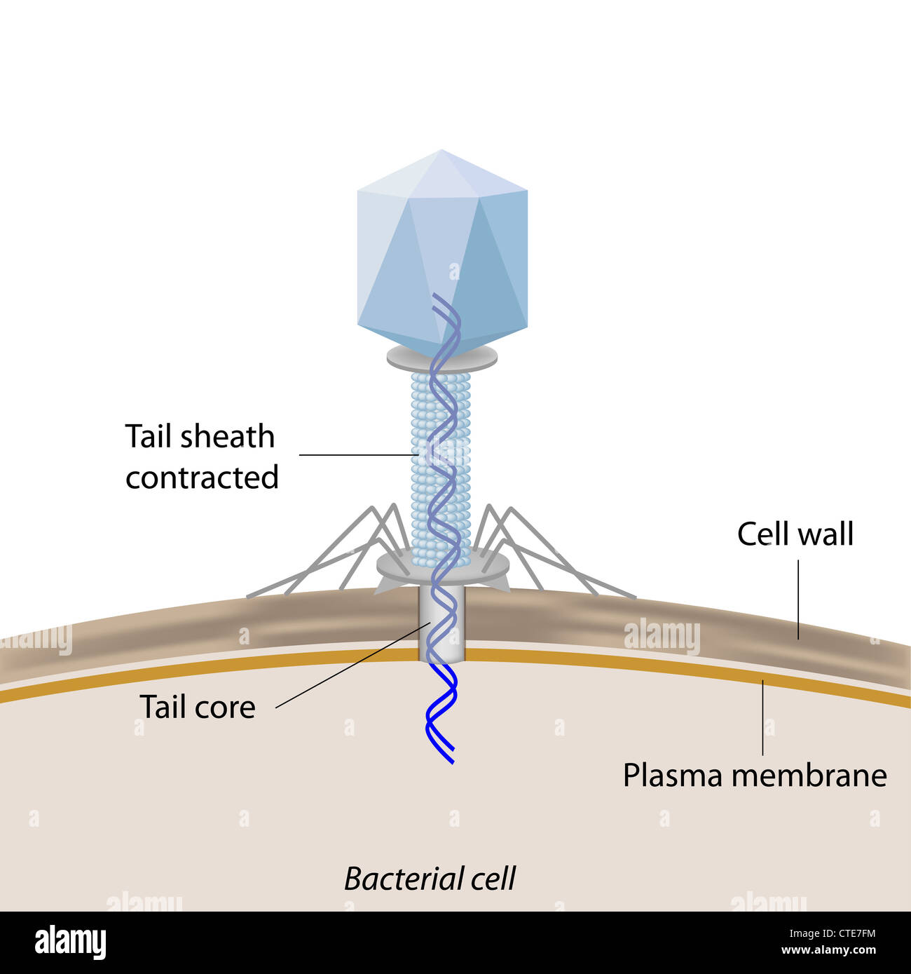 Phage infecting a bacterium Stock Photo Alamy