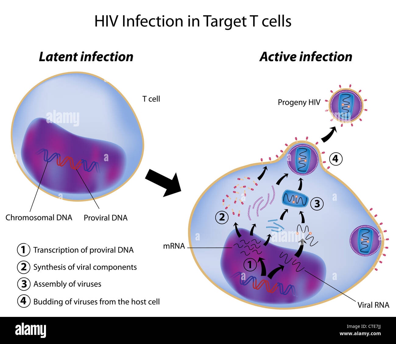 Latent and Active infection by HIV Stock Photo
