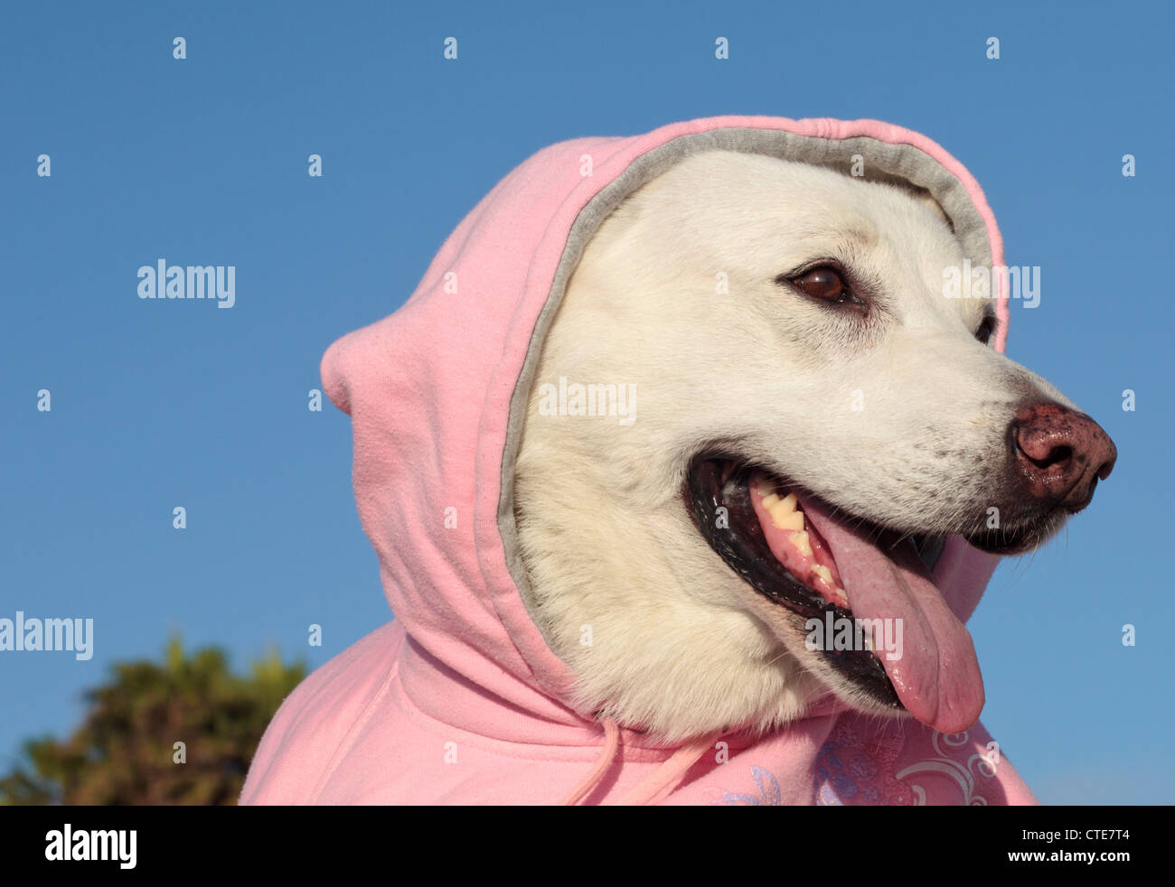 White German Shepherd wearing hood Stock Photo