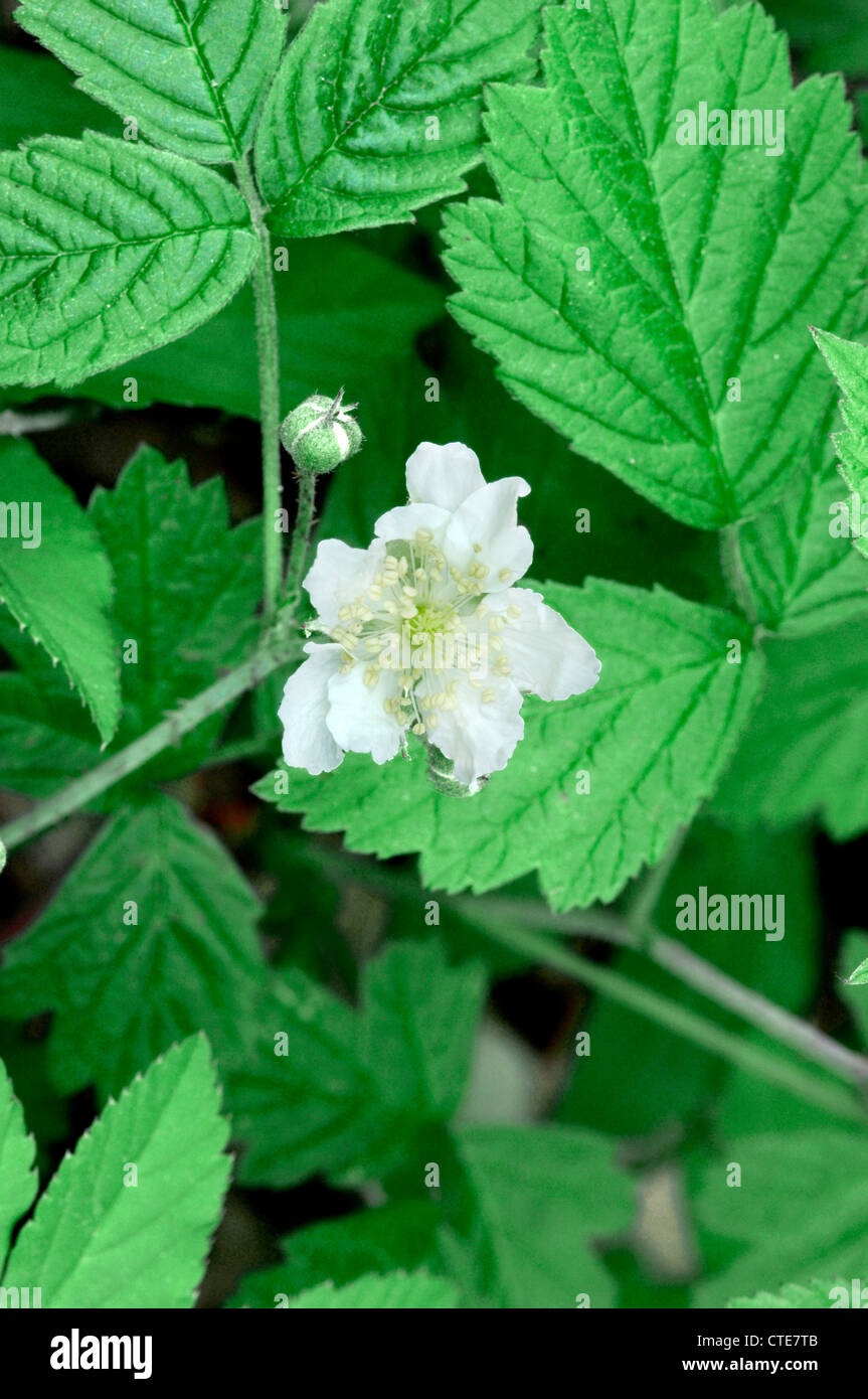 DEWBERRY Rubus caesius (Rosaceae Stock Photo Alamy